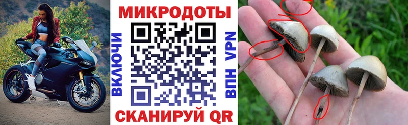 Галлюциногенные грибы Psilocybe где найти наркотики Псков